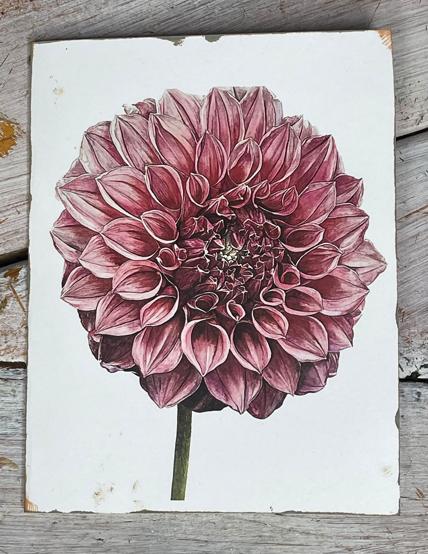 KA'S KELTIE ROSE Premium Pillow