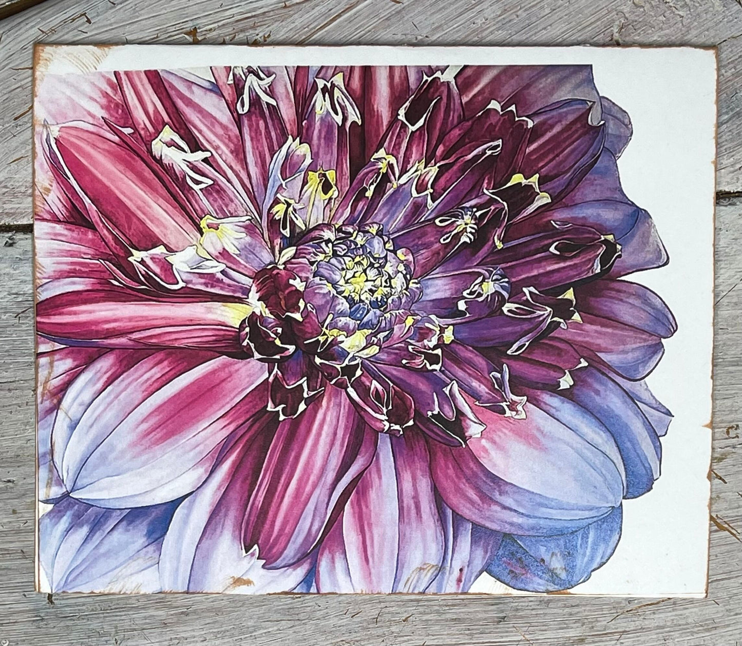 anemone dahlia watercolor print by stacy ann pugh