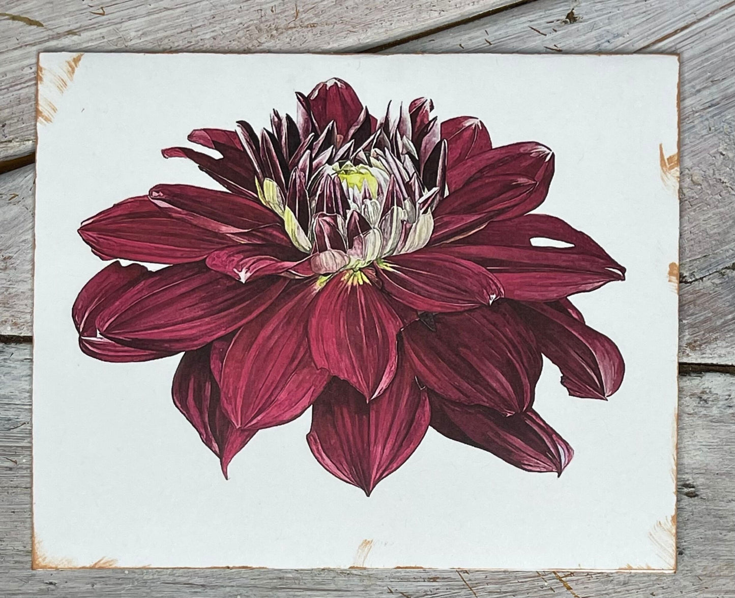 Botanical Watercolor Notecards set #4 "DANCING MIDNIGHT" dahlias