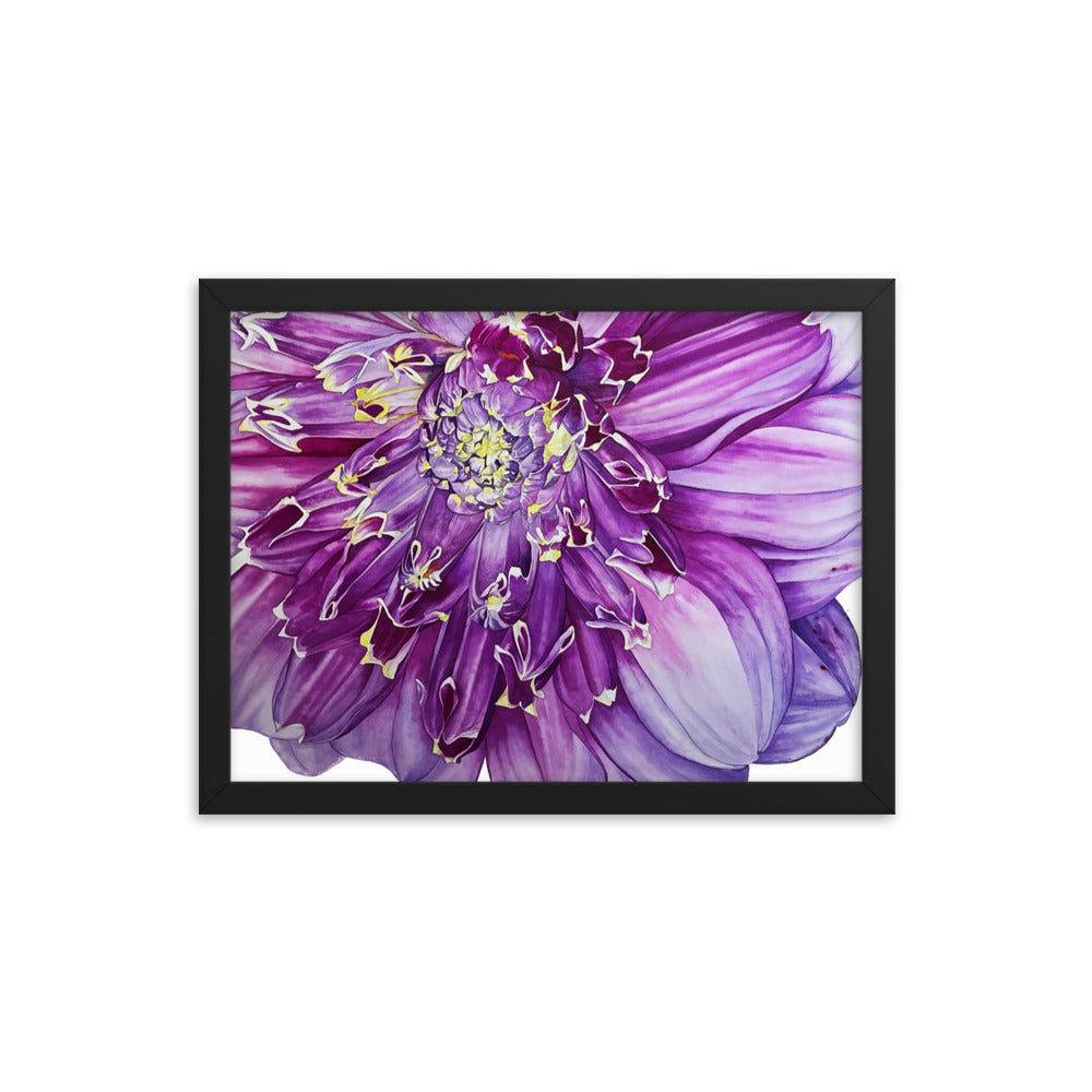 ANEOMONE dahlia Framed poster