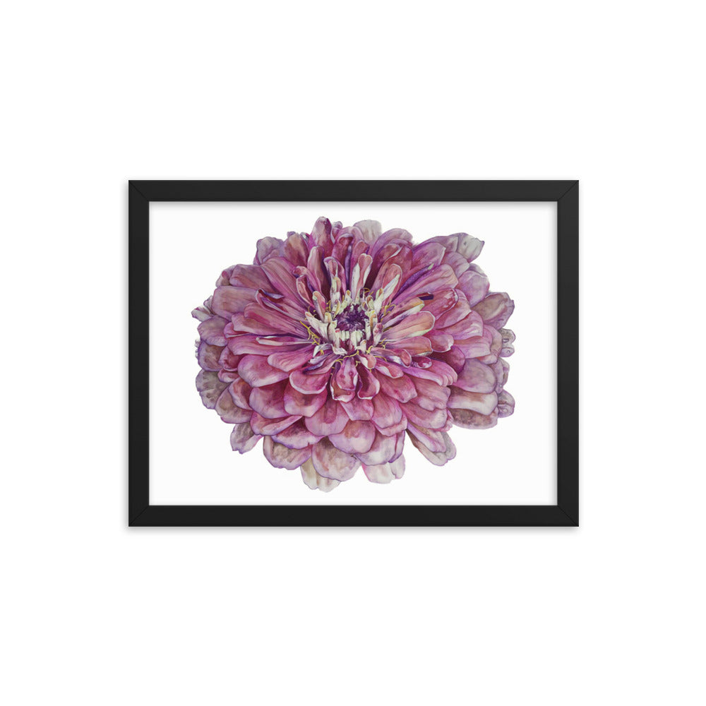 SALMON zinnia Framed poster