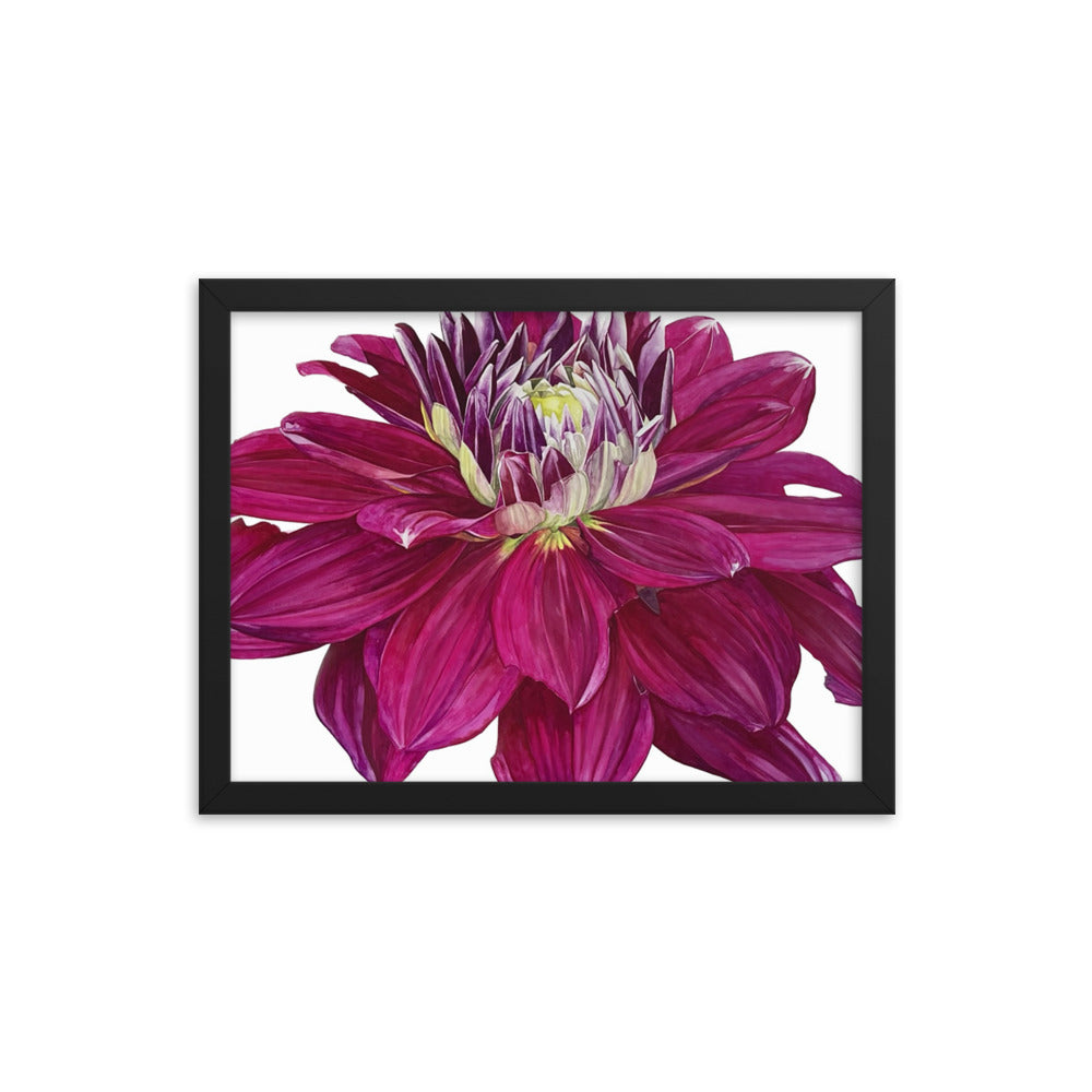 FUSCHIA dahlia Framed poster