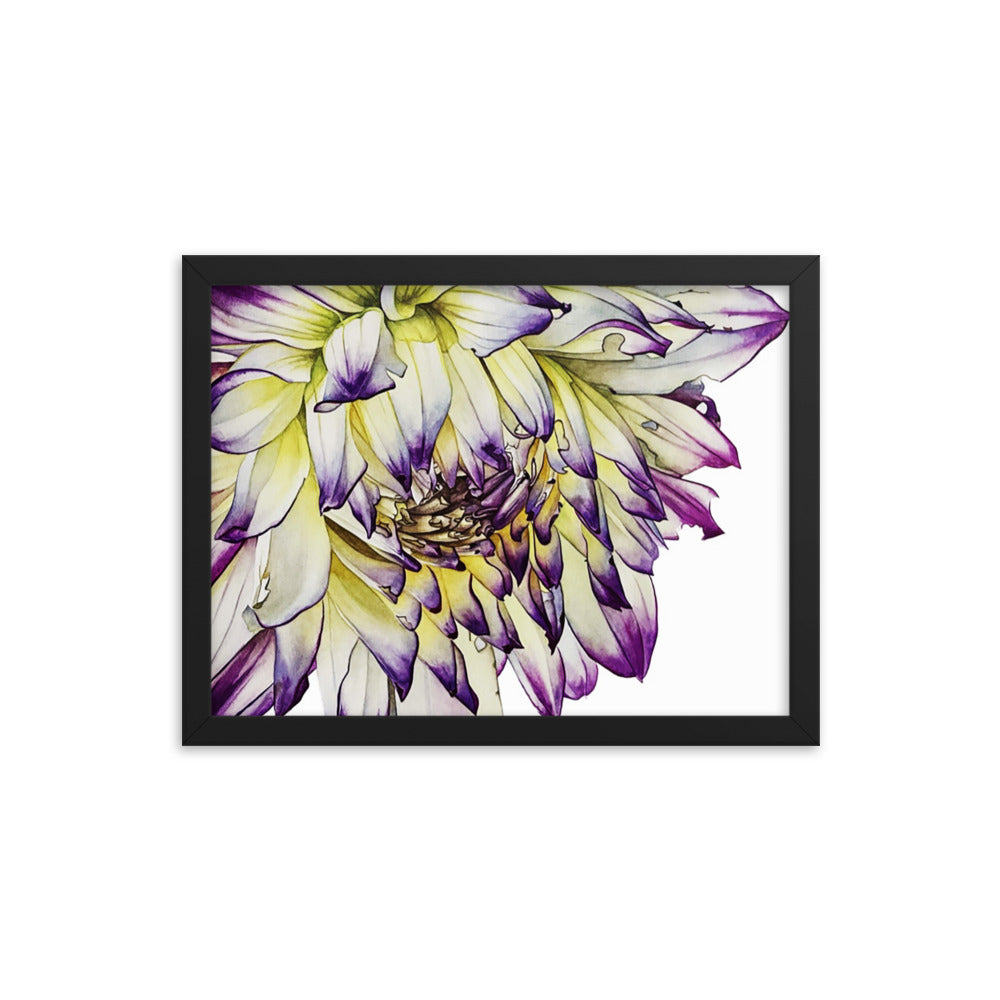 PURPLE TIPPED dahlia Framed poster