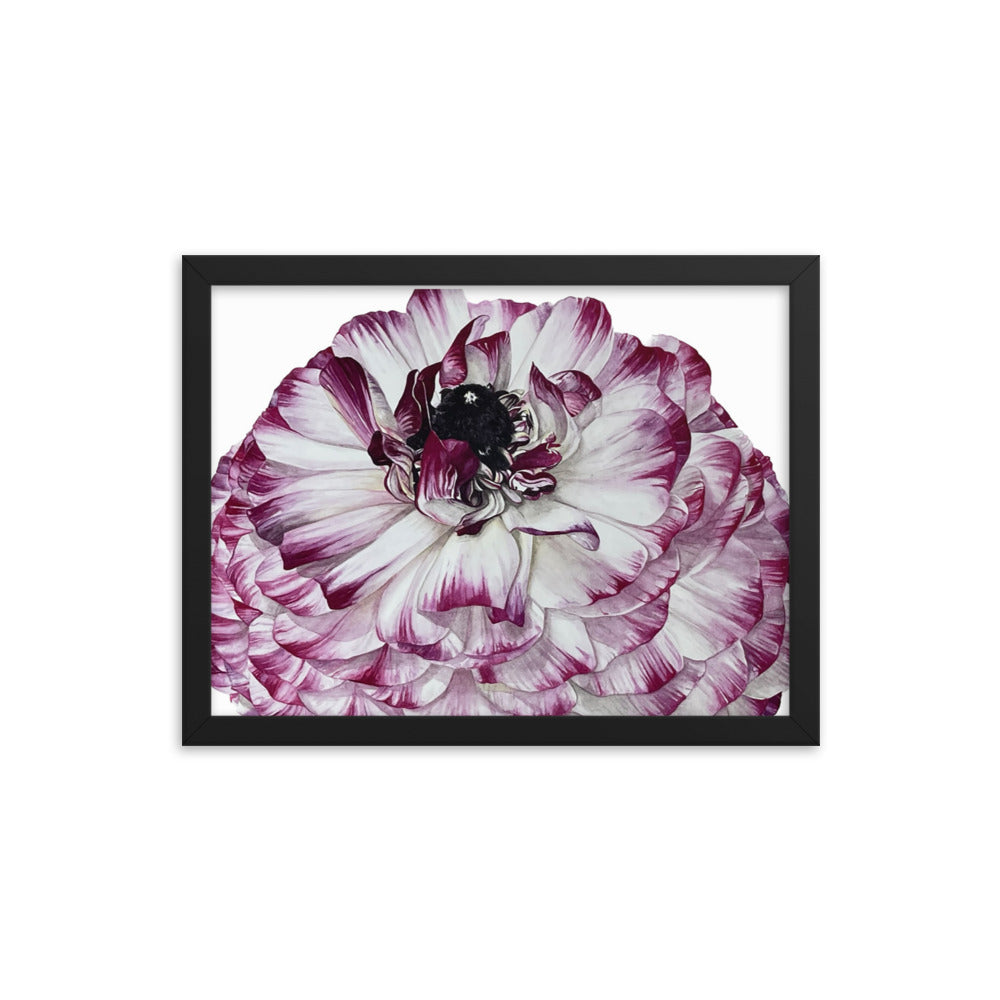 RANUNCULUS Framed poster