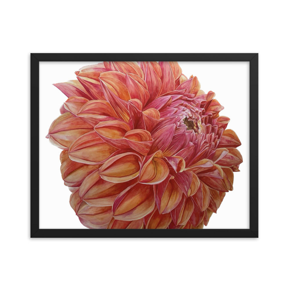 KA'S BLOOD ORANGE dahlia Framed poster