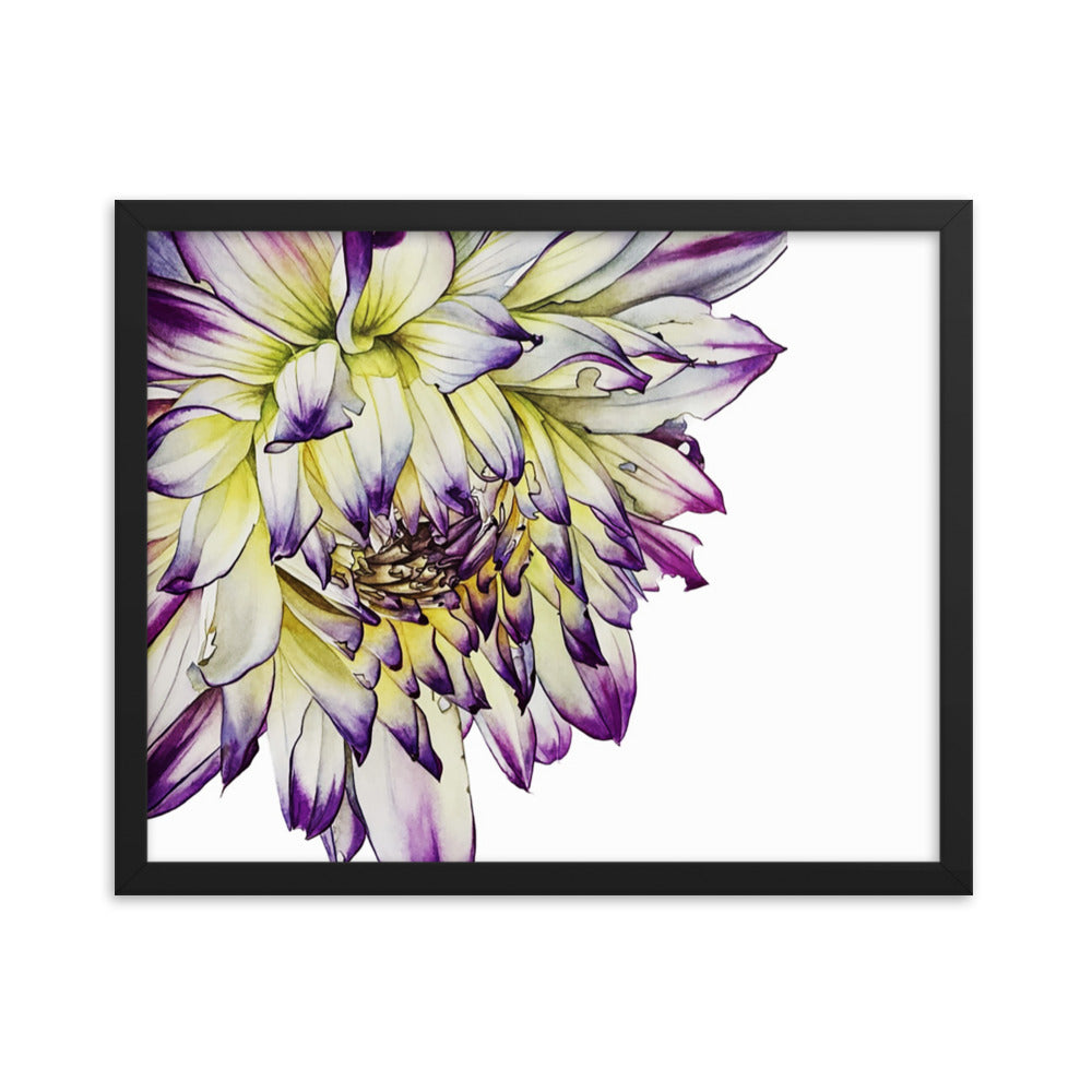 PURPLE TIPPED dahlia Framed poster