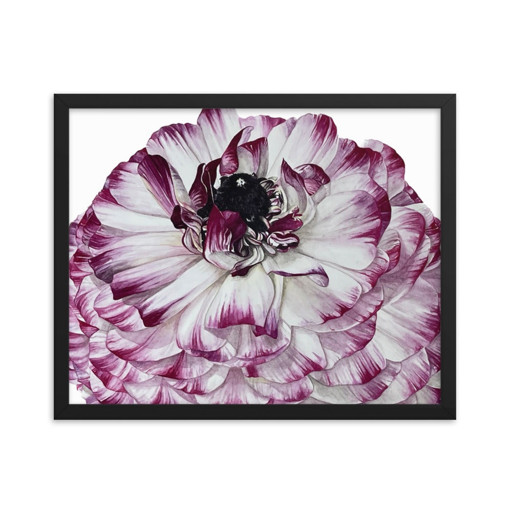 RANUNCULUS Framed poster