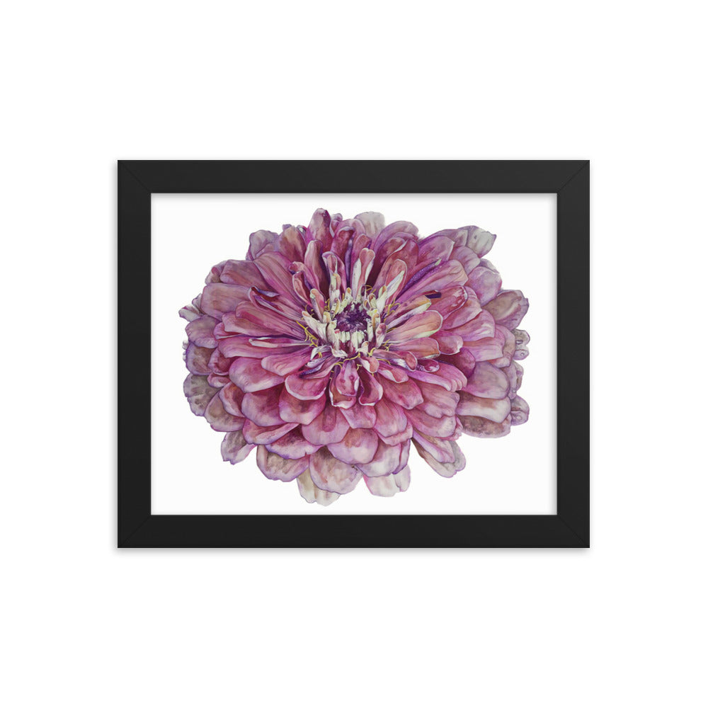 SALMON zinnia Framed poster