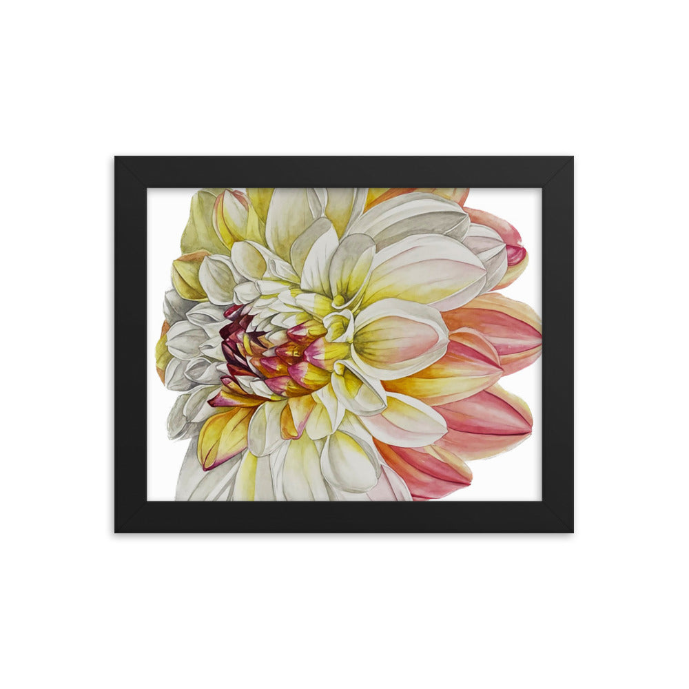 DOUBLE JILL dahlia Framed poster