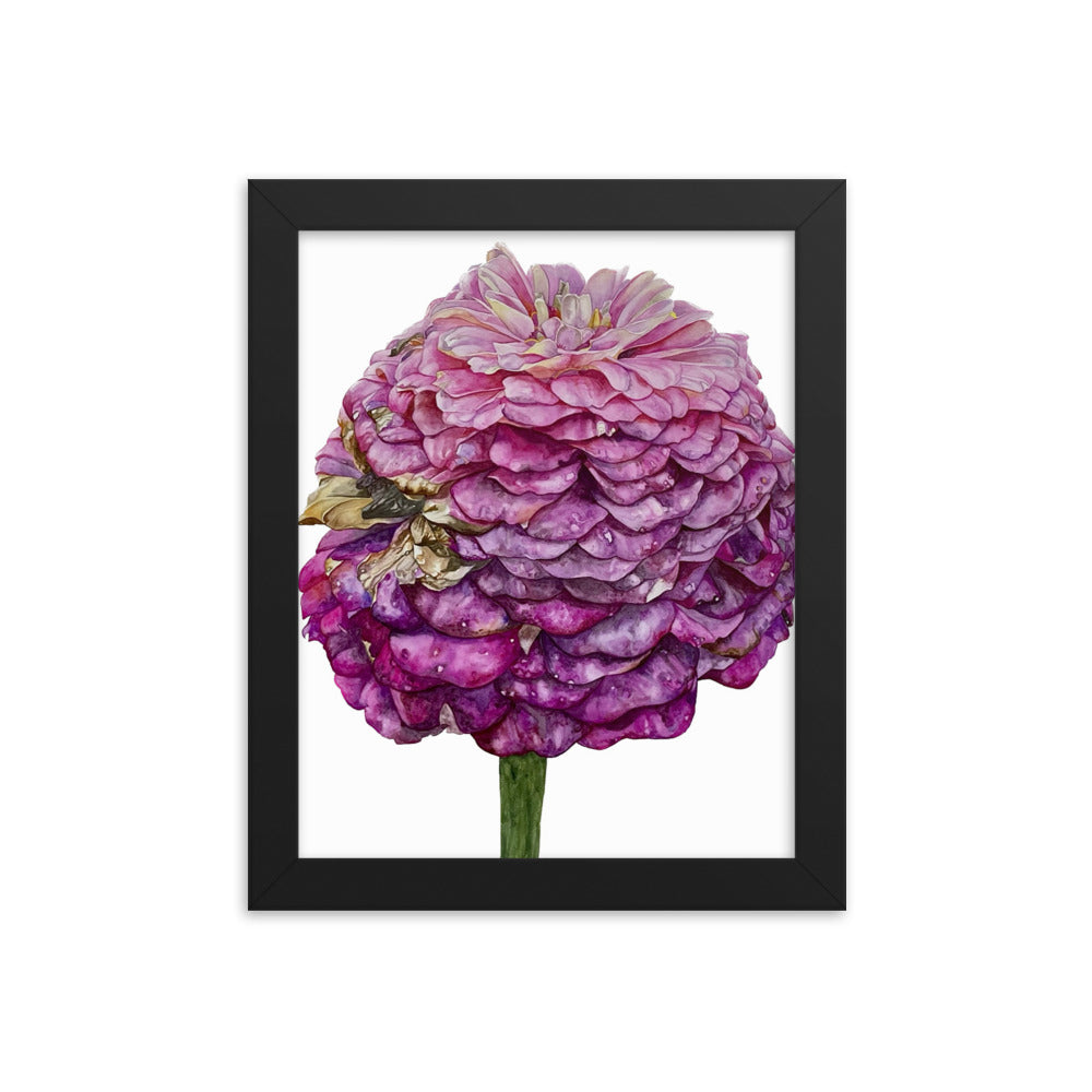 FADED PURPLE zinnia Framed poster