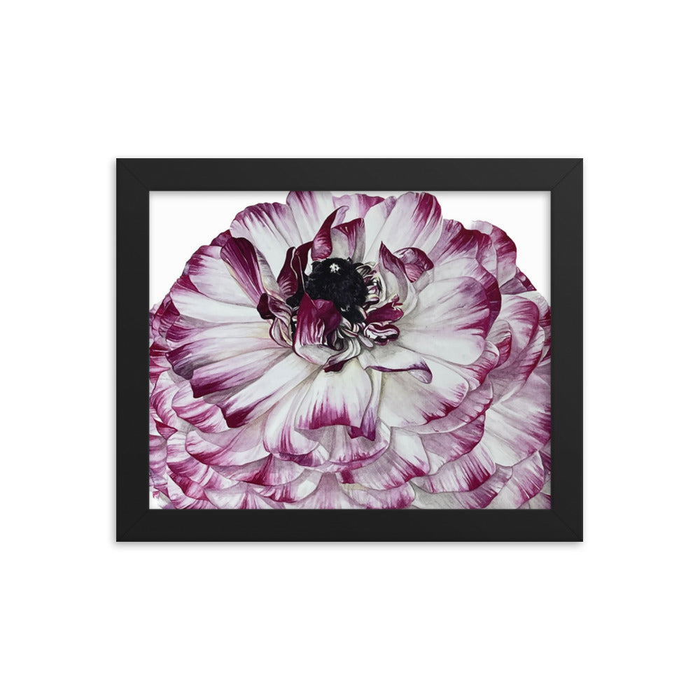 RANUNCULUS Framed poster