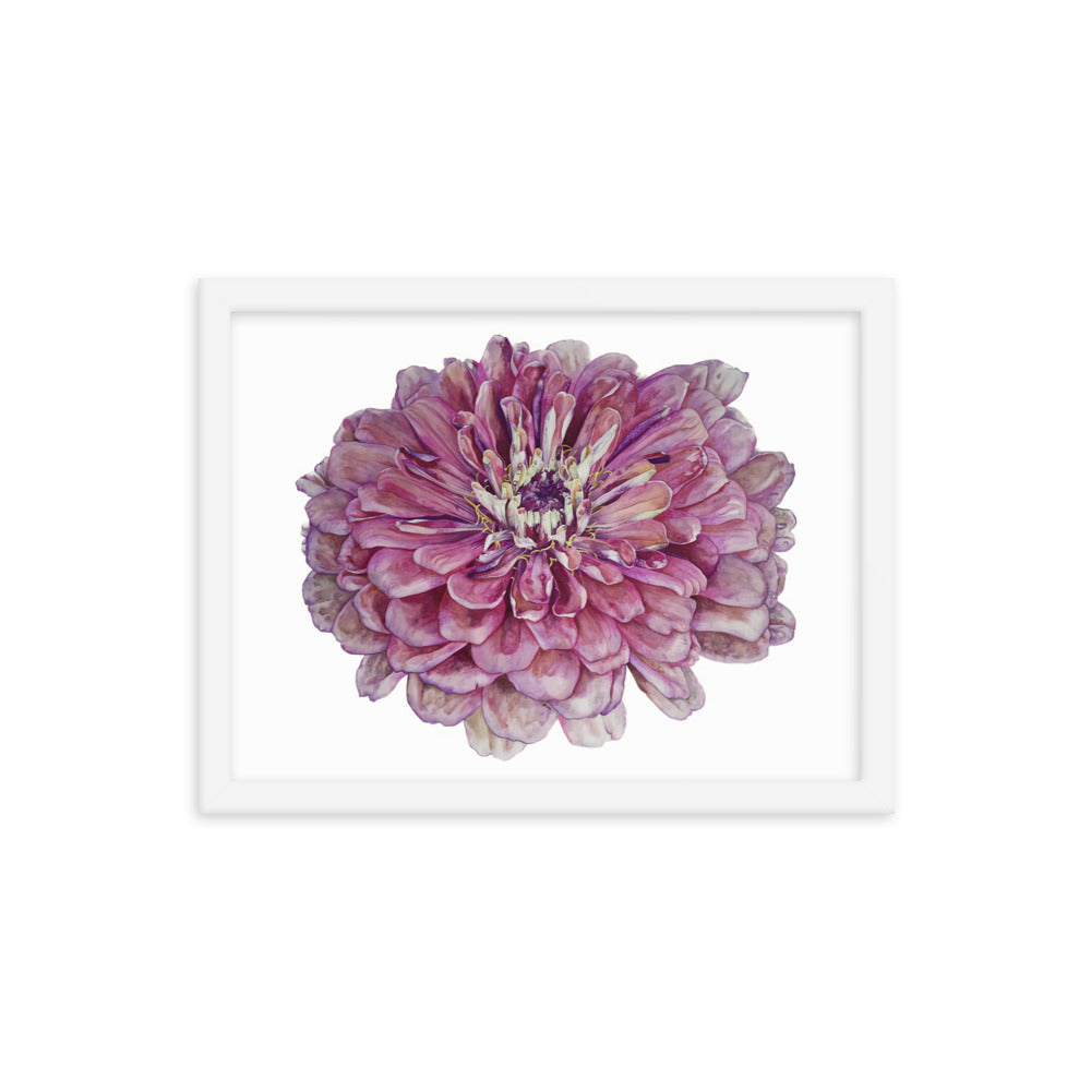 SALMON zinnia Framed poster