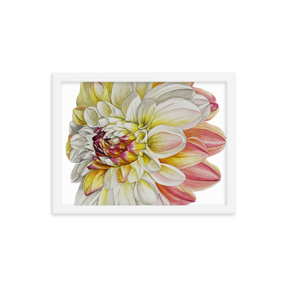 DOUBLE JILL dahlia Framed poster