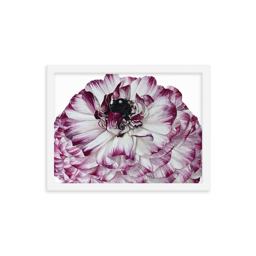 RANUNCULUS Framed poster