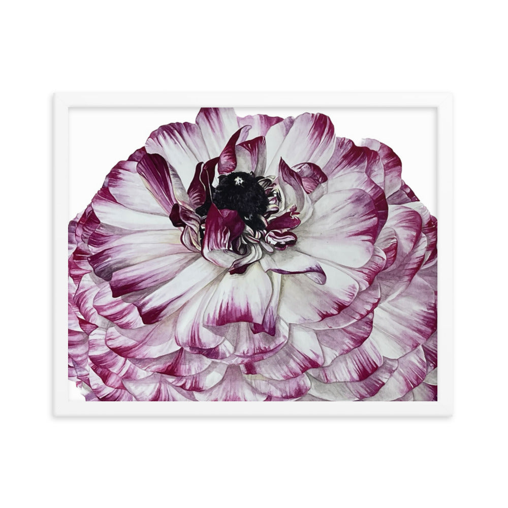 RANUNCULUS Framed poster