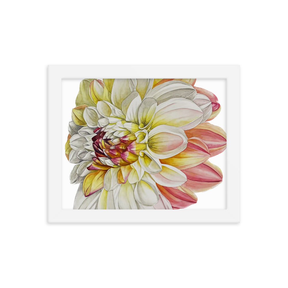 DOUBLE JILL dahlia Framed poster