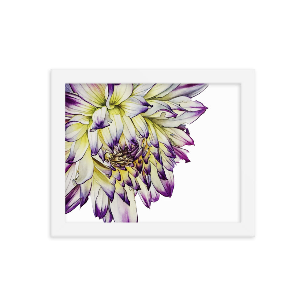 PURPLE TIPPED dahlia Framed poster