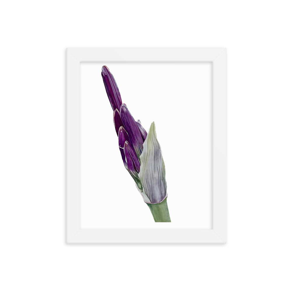 FLOWER BUD Framed poster
