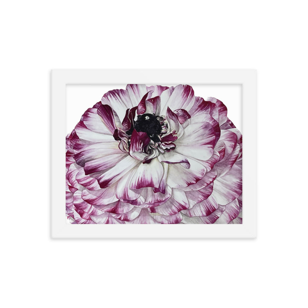 RANUNCULUS Framed poster