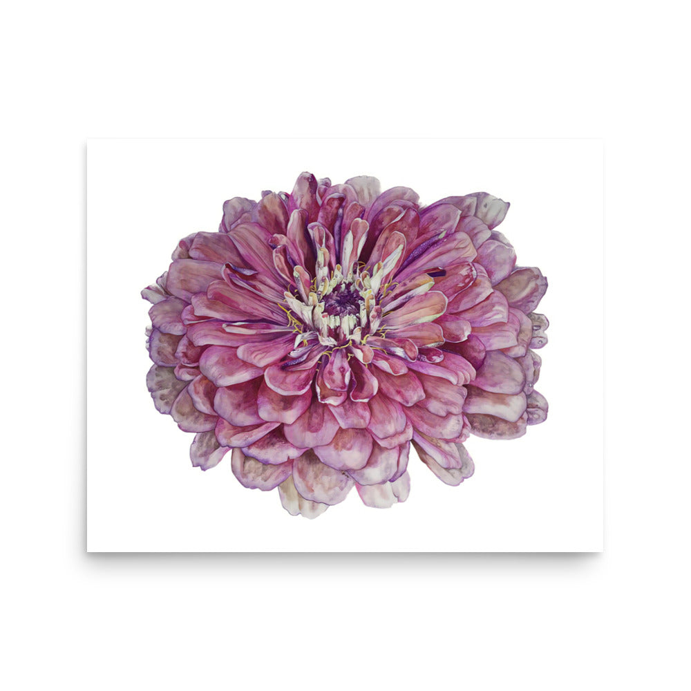 SALMON zinna Poster