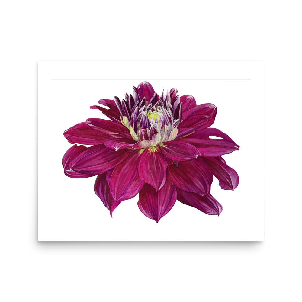 FUSCHIA dahlia Poster