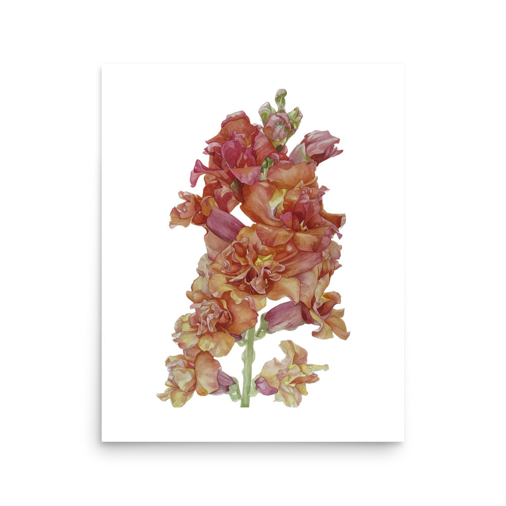 MADAME BUTTERFLY SNAPDRAGON Poster