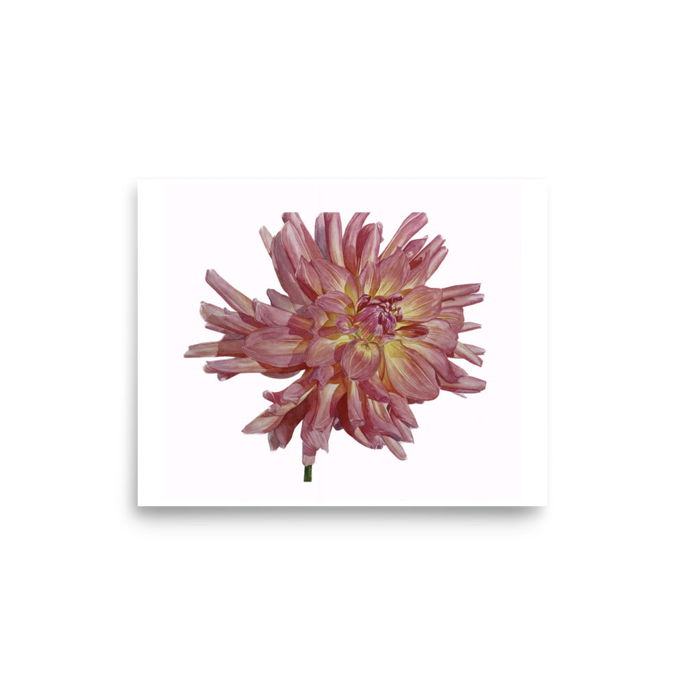 SALMON dahlia Poster