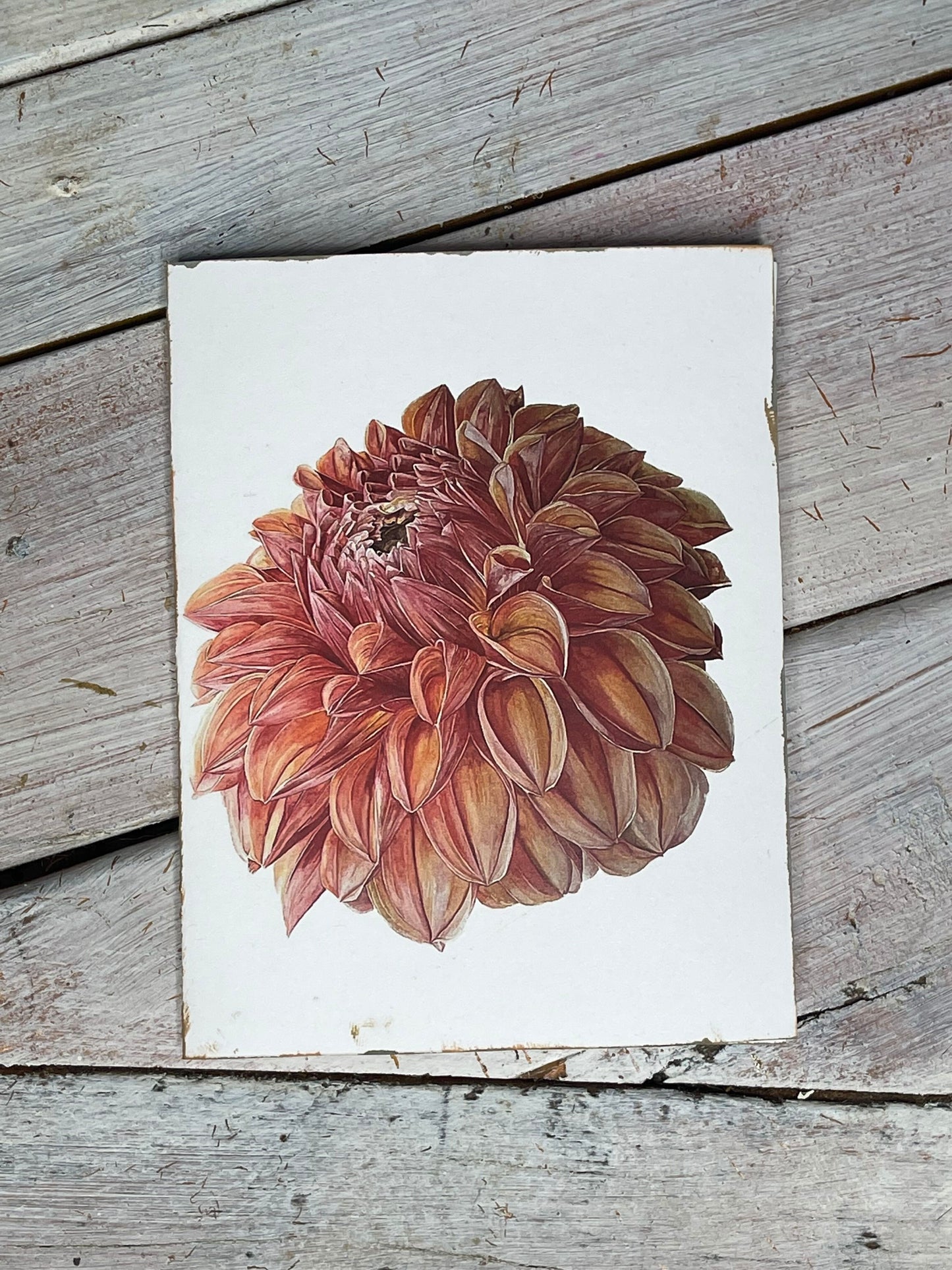 "KA'S BLOOD ORANGE" DAHLIA Tote bag