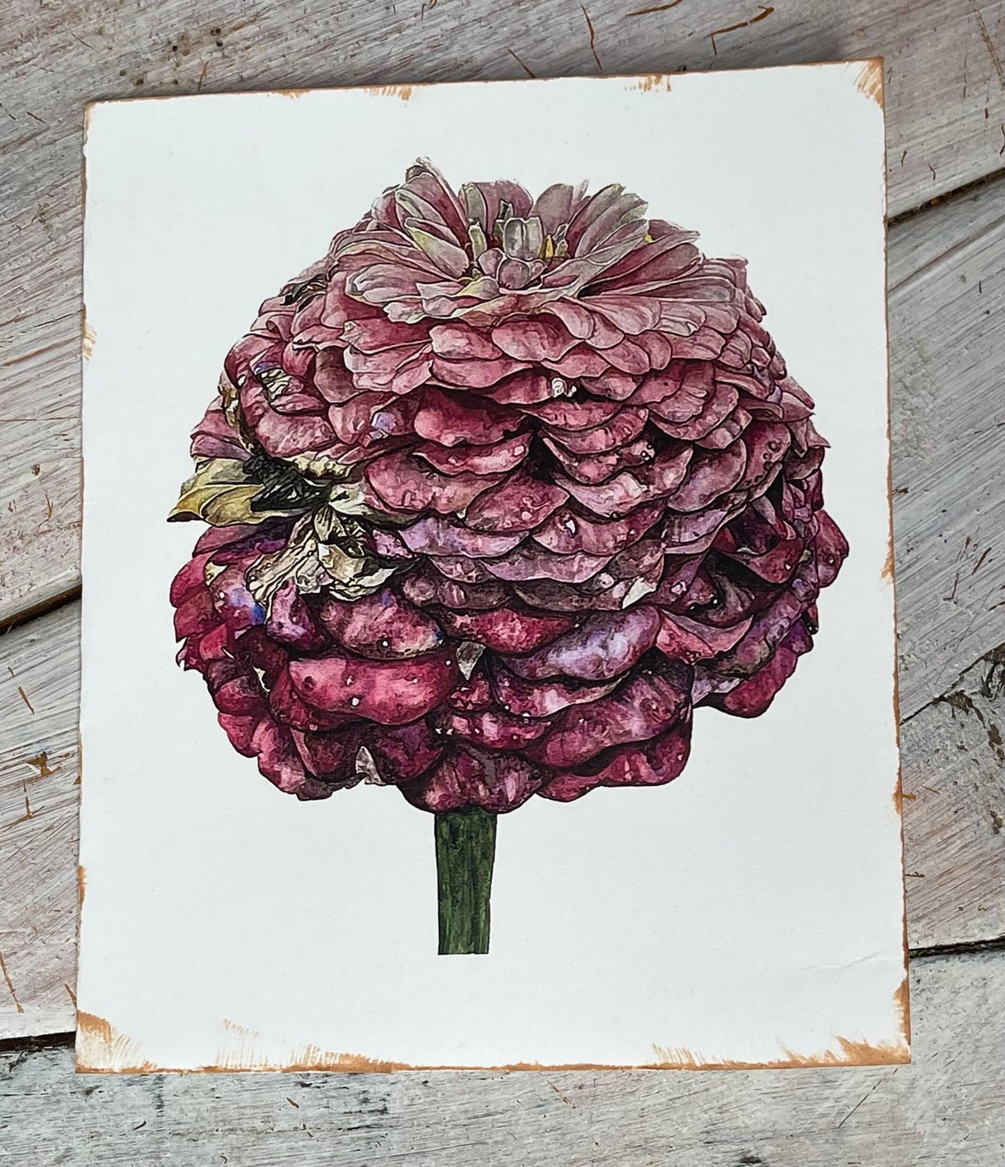 Botanical Watercolor Note Card Set "REMEMBRANCE AND AFFECTION" Zinnas