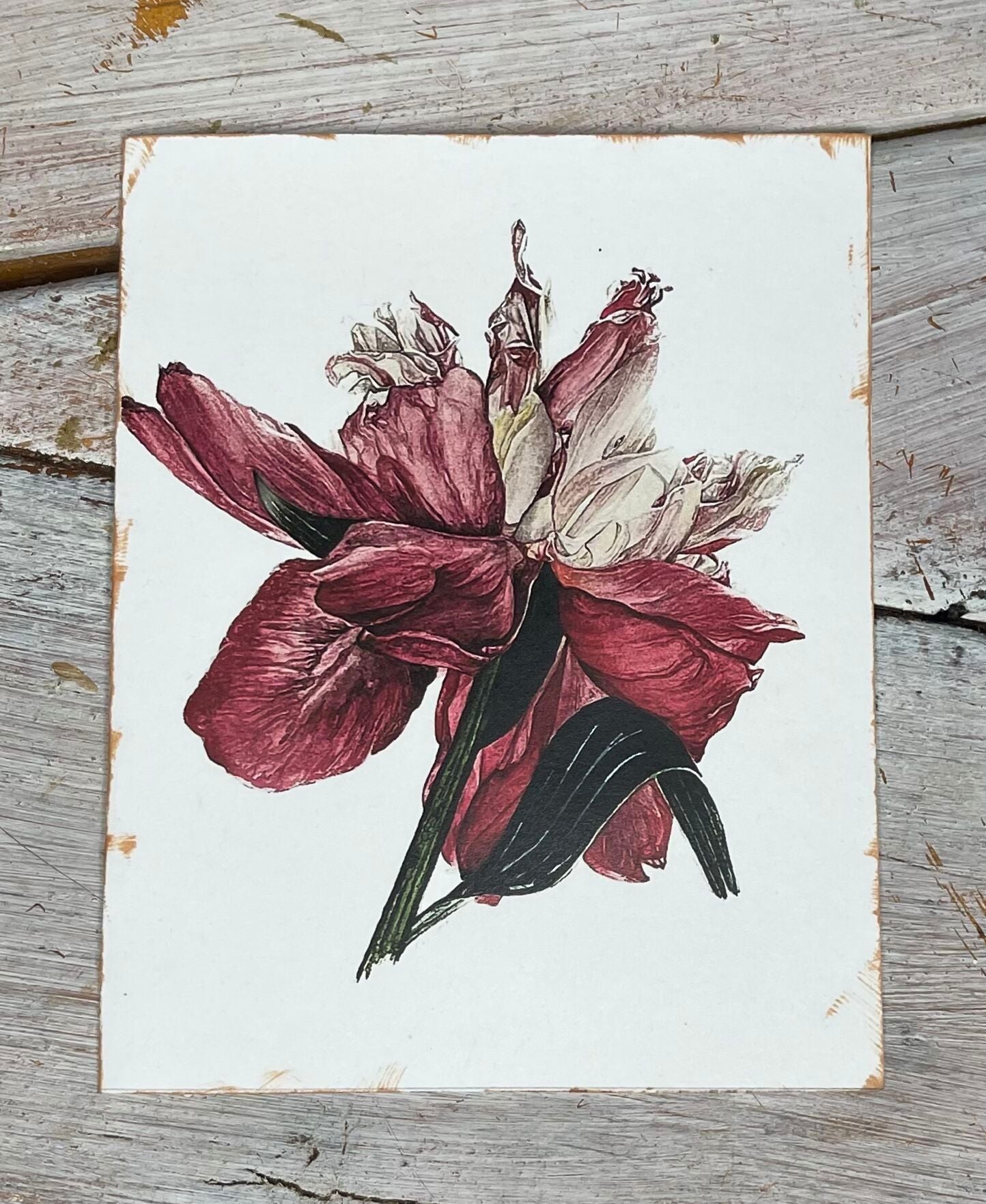 Botanical Notecard Print of Peony Painting by artist/gardener Stacy Ann Pugh