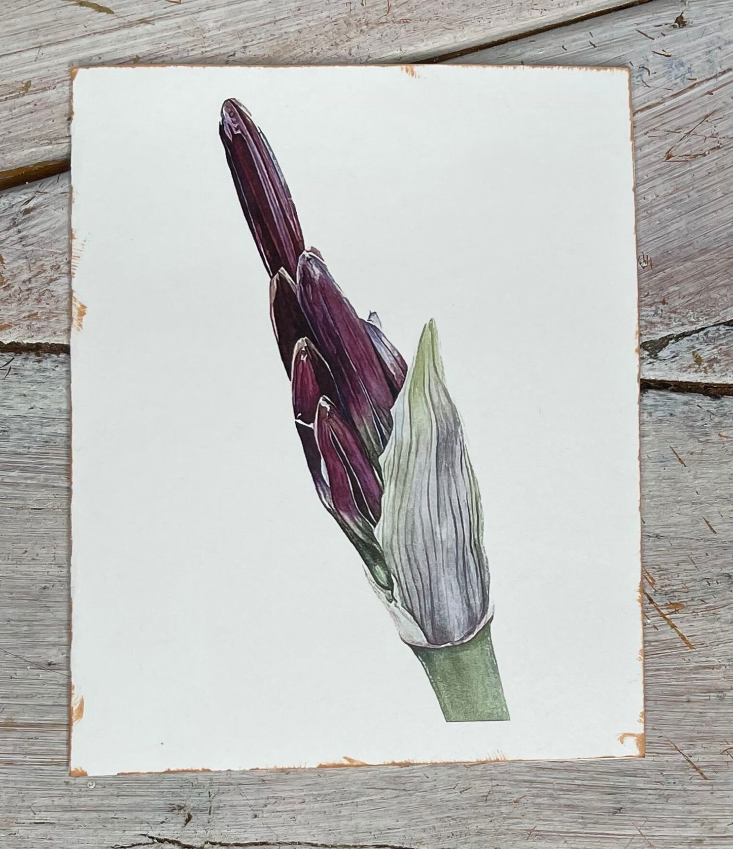 Botanical Watercolor Notecard set  #1 "GRANDMA'S GARDEN"