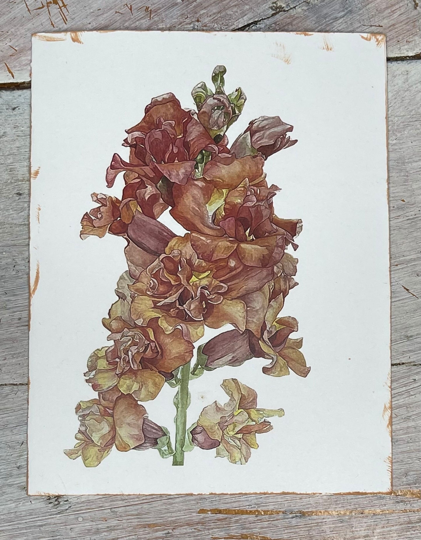 Botanical Notecard Print of Madame Butterfly Snapdragon painting by artist/gardener Stacy Ann Pugh