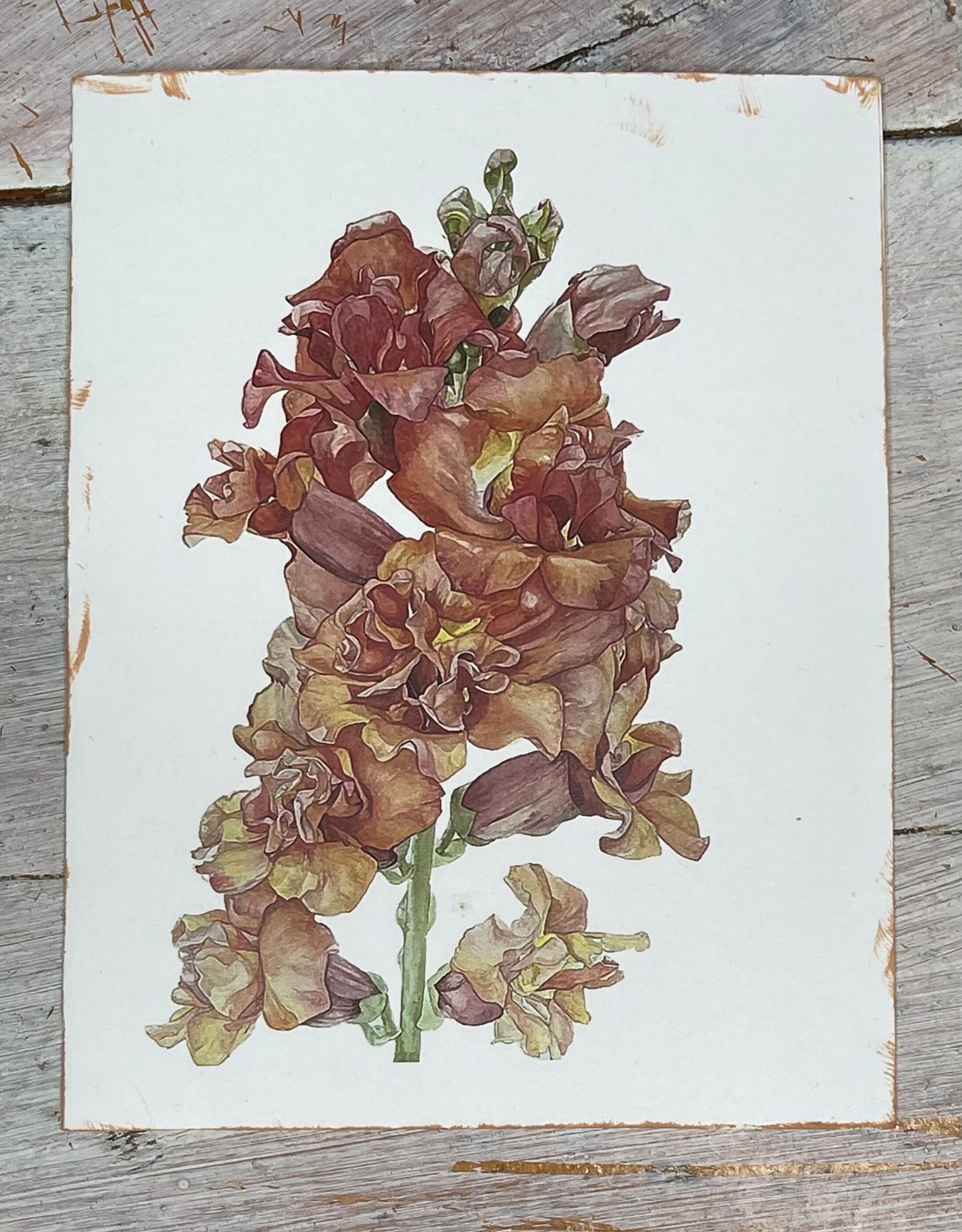 Botanical Notecard Print of Madame Butterfly Snapdragon painting by artist/gardener Stacy Ann Pugh