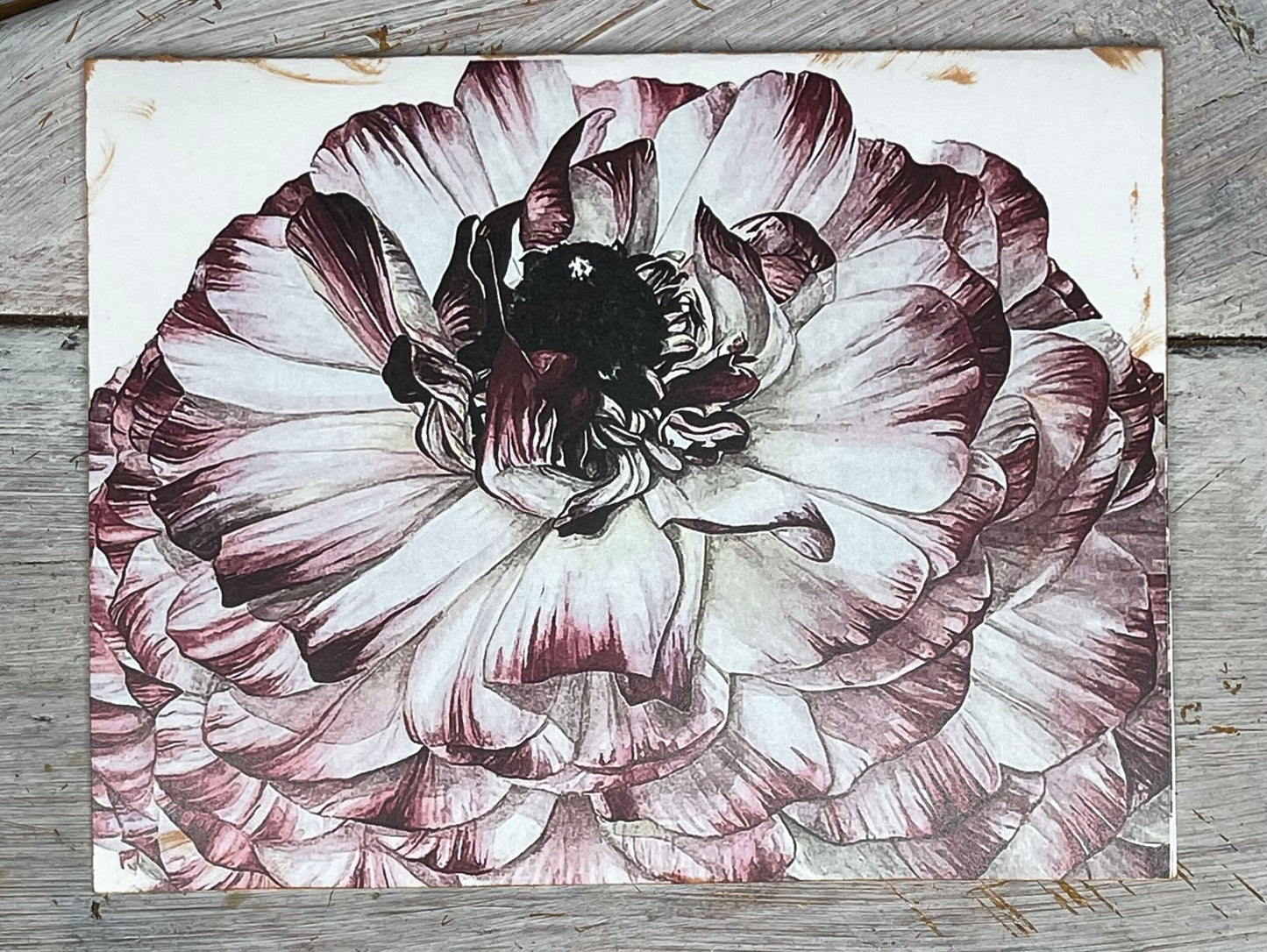 Botanical NoteCard Print of Ranunculus painted by artist/gardener Stacy Ann Pugh