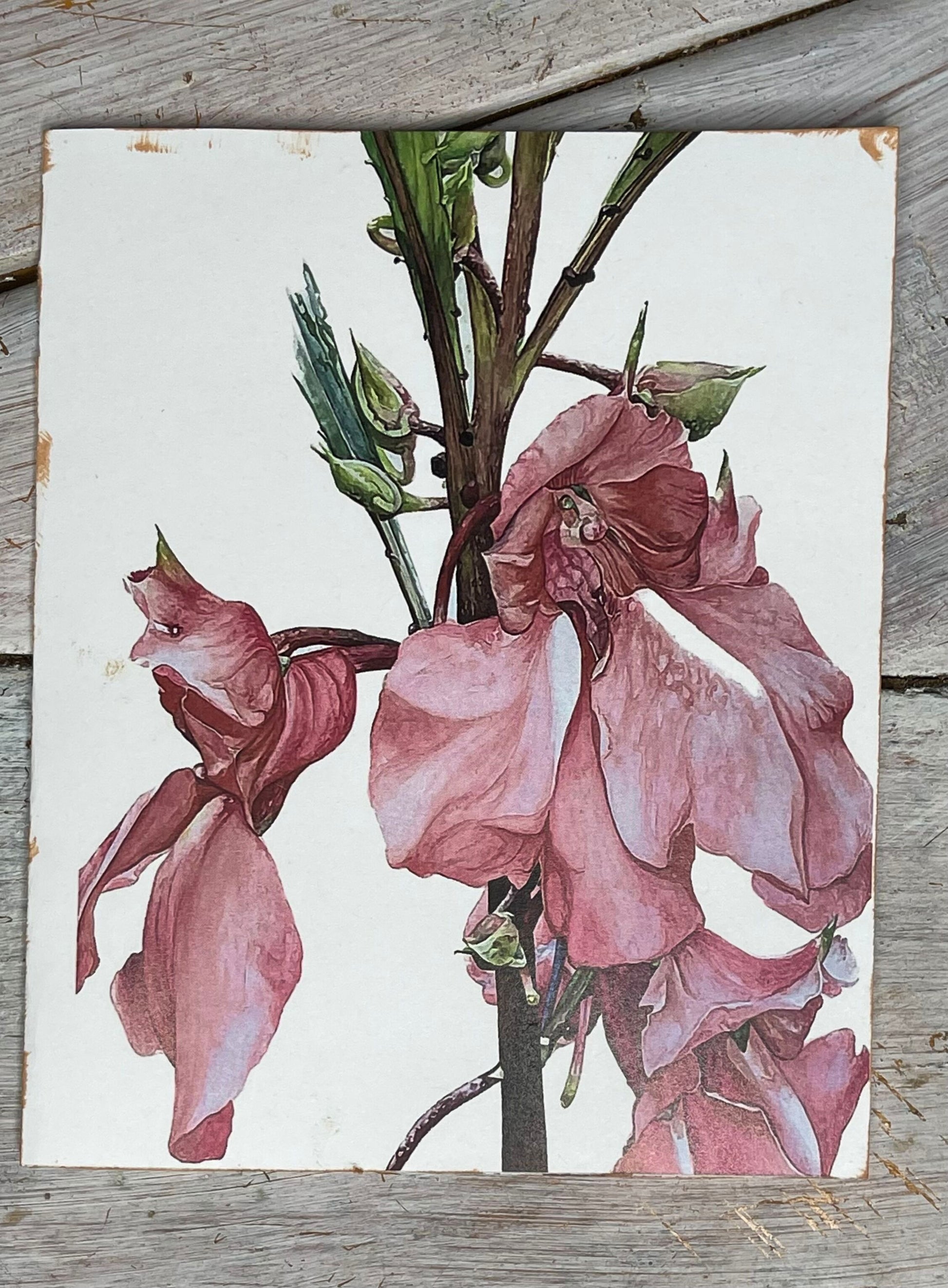Botanical Print Notecard of Impation painted by artist/gardener Stacy Ann Pugh