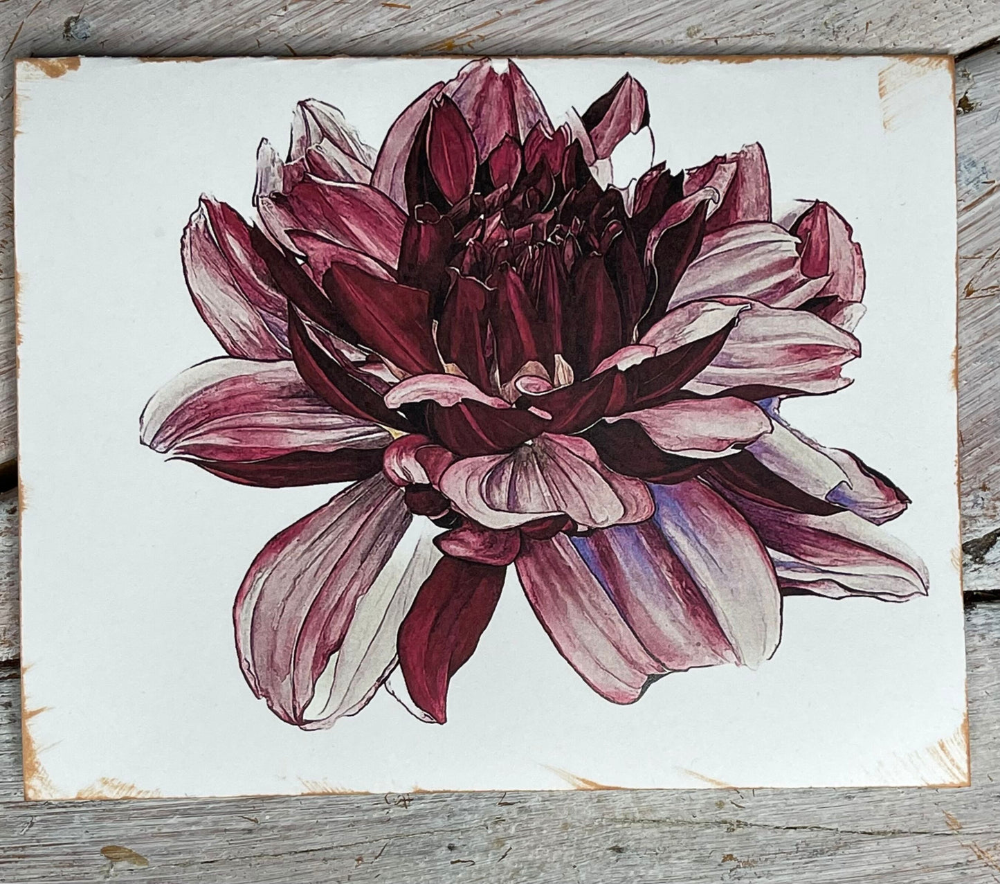 Botanical Watercolor Notecards set #4 "DANCING MIDNIGHT" dahlias