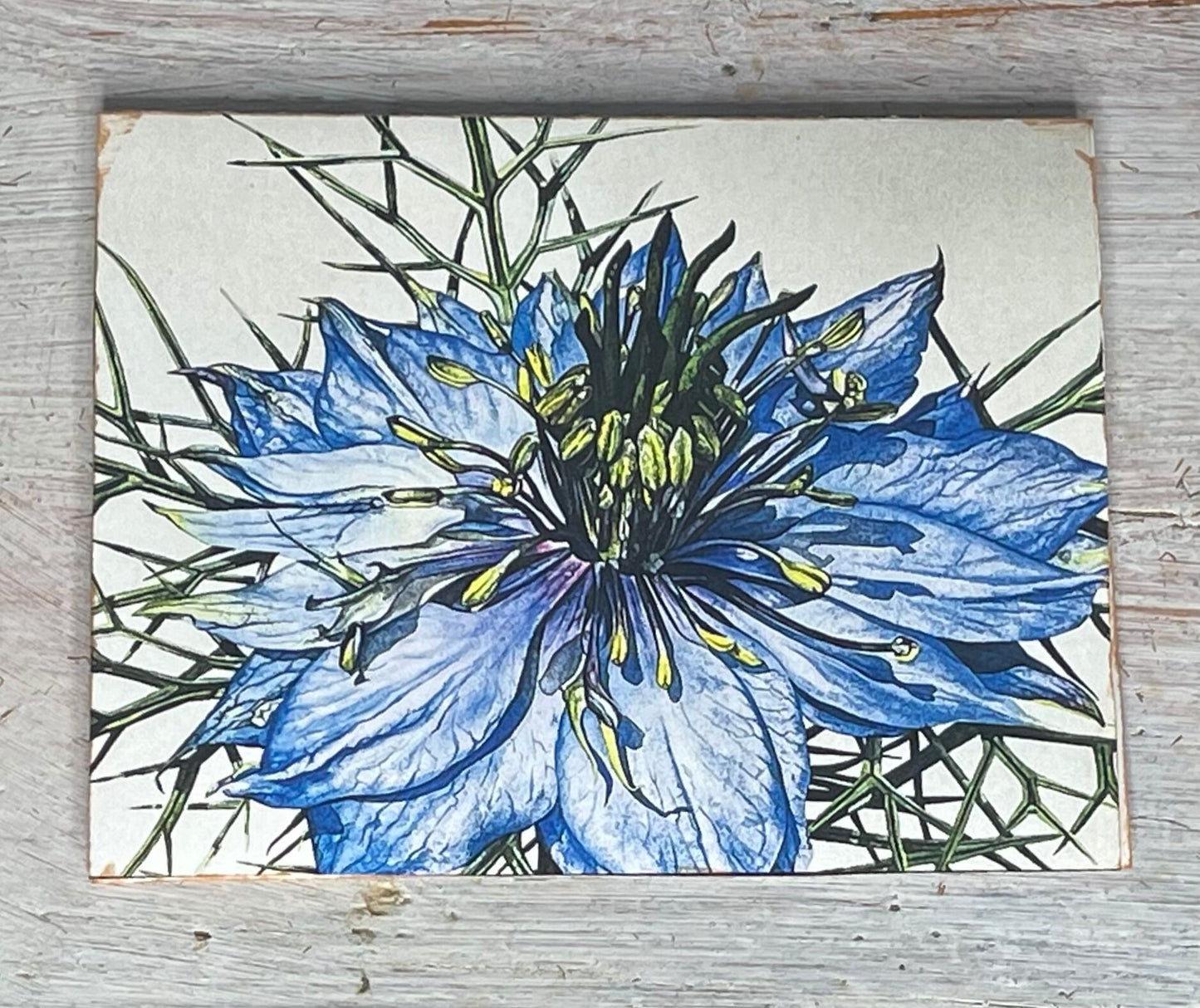 Botanical Notecard Set #5 "GROOVY BLUES"