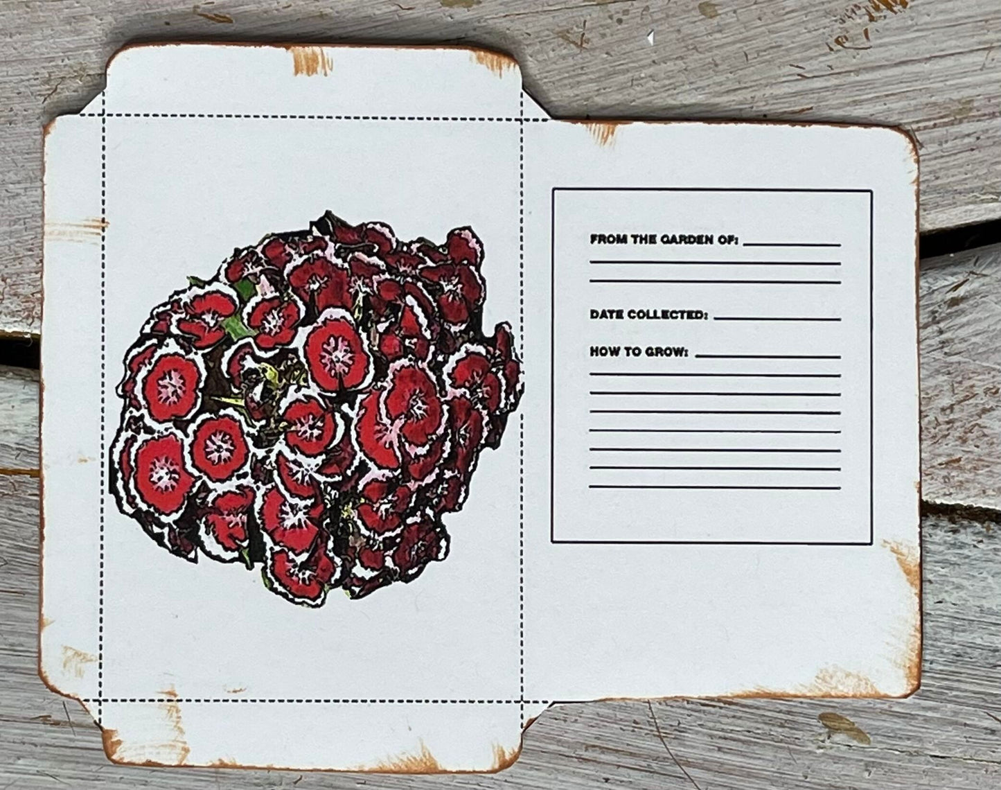 Bluestone Botanical SWEET WILLIAMS seeds - "LITTLE GRANNIE'S" mix
