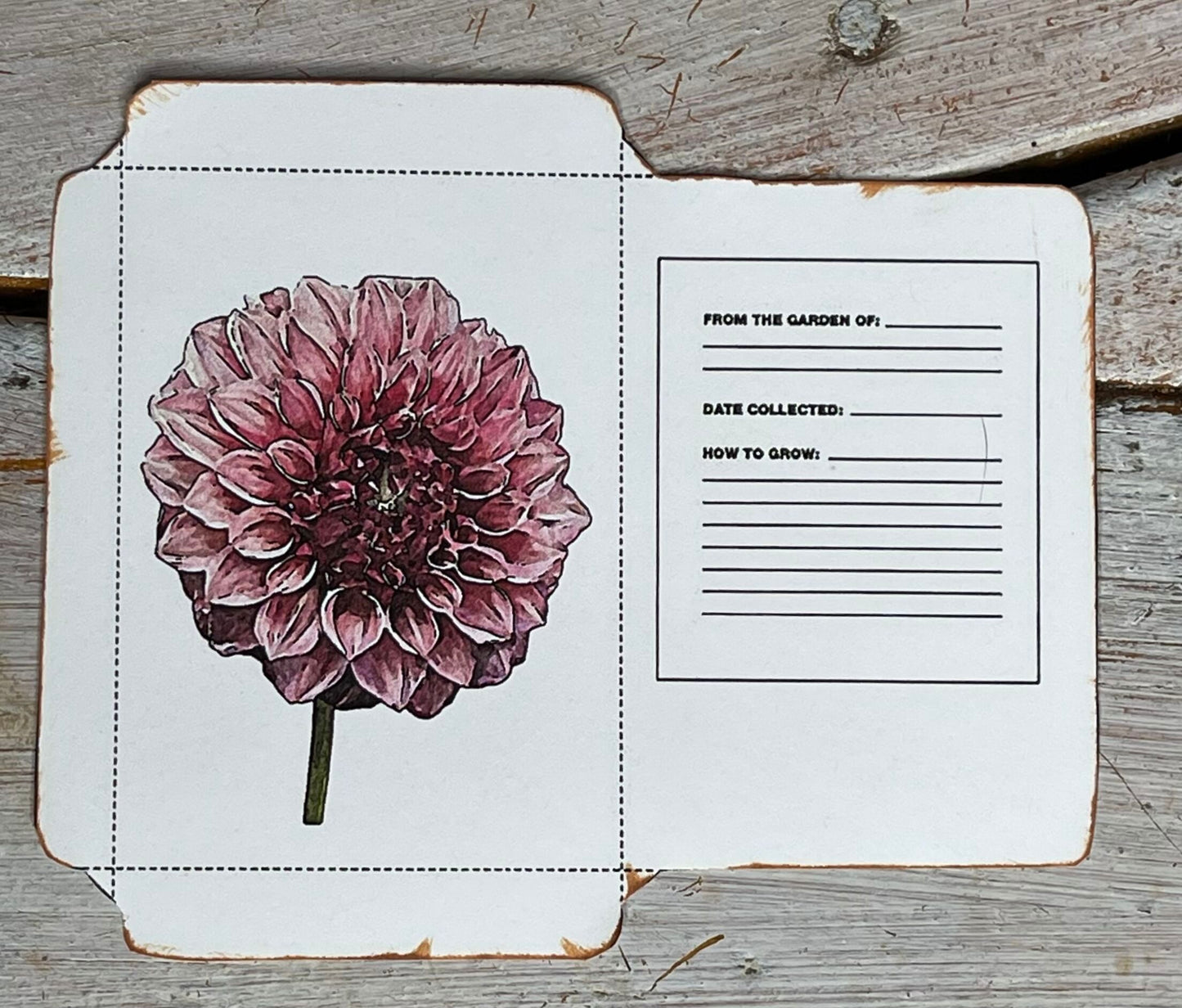 KA'S KELTIE ROSE dahlia artwork by stacy ann pugh