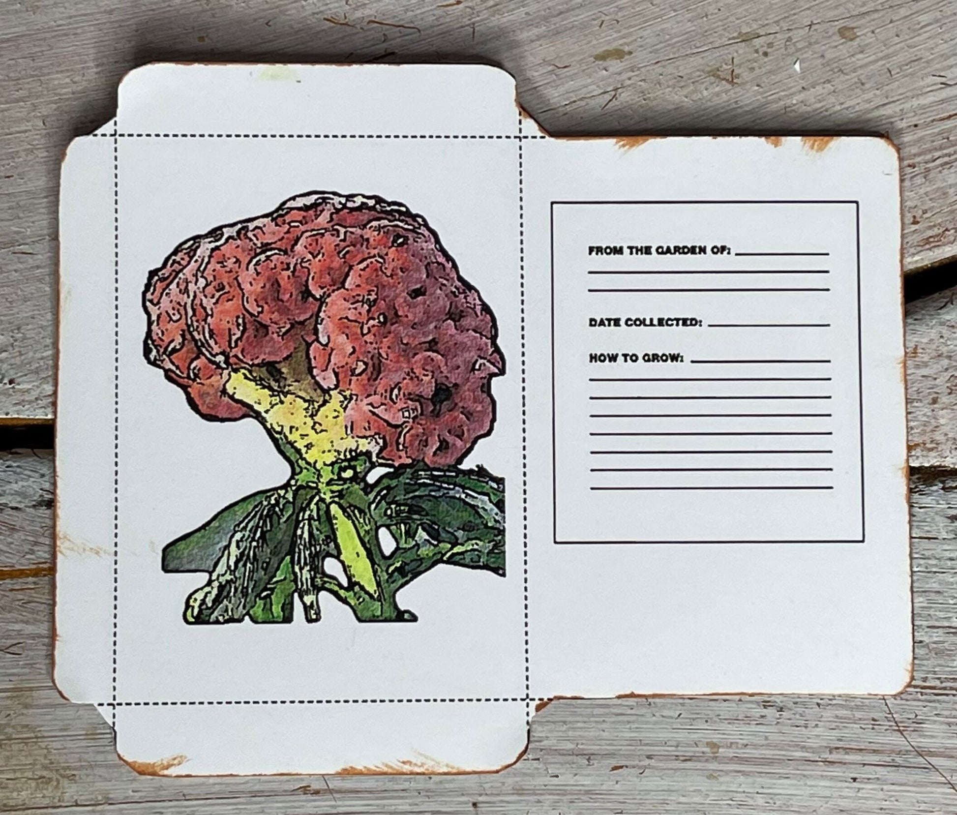 celosia seeds artwork by stacy ann pugh