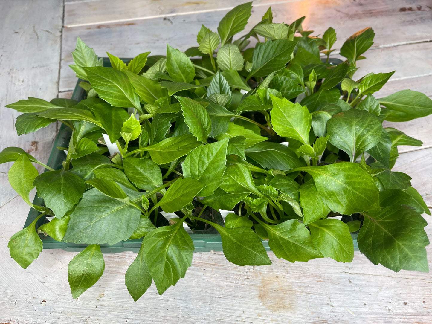 dahlia seedlings