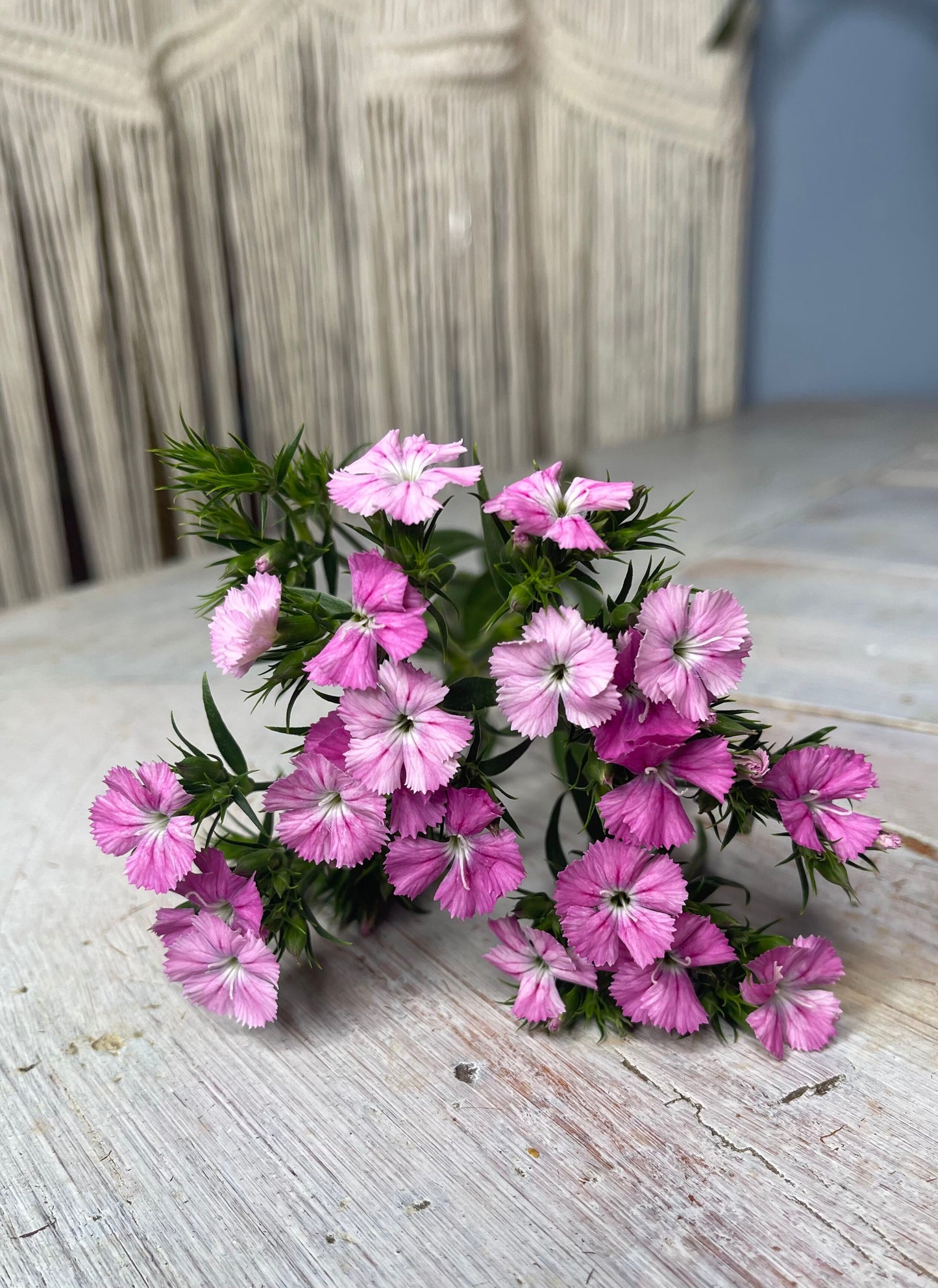 Bluestone Botanical SWEET WILLIAMS seeds - "LITTLE GRANNIE'S" mix