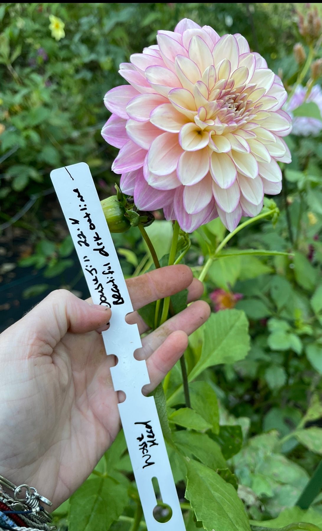 dahlia seed
