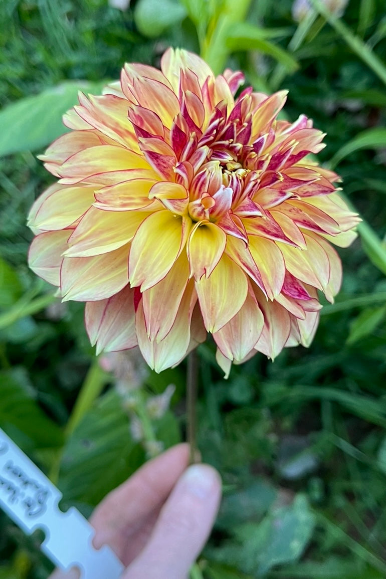 dahlia seed