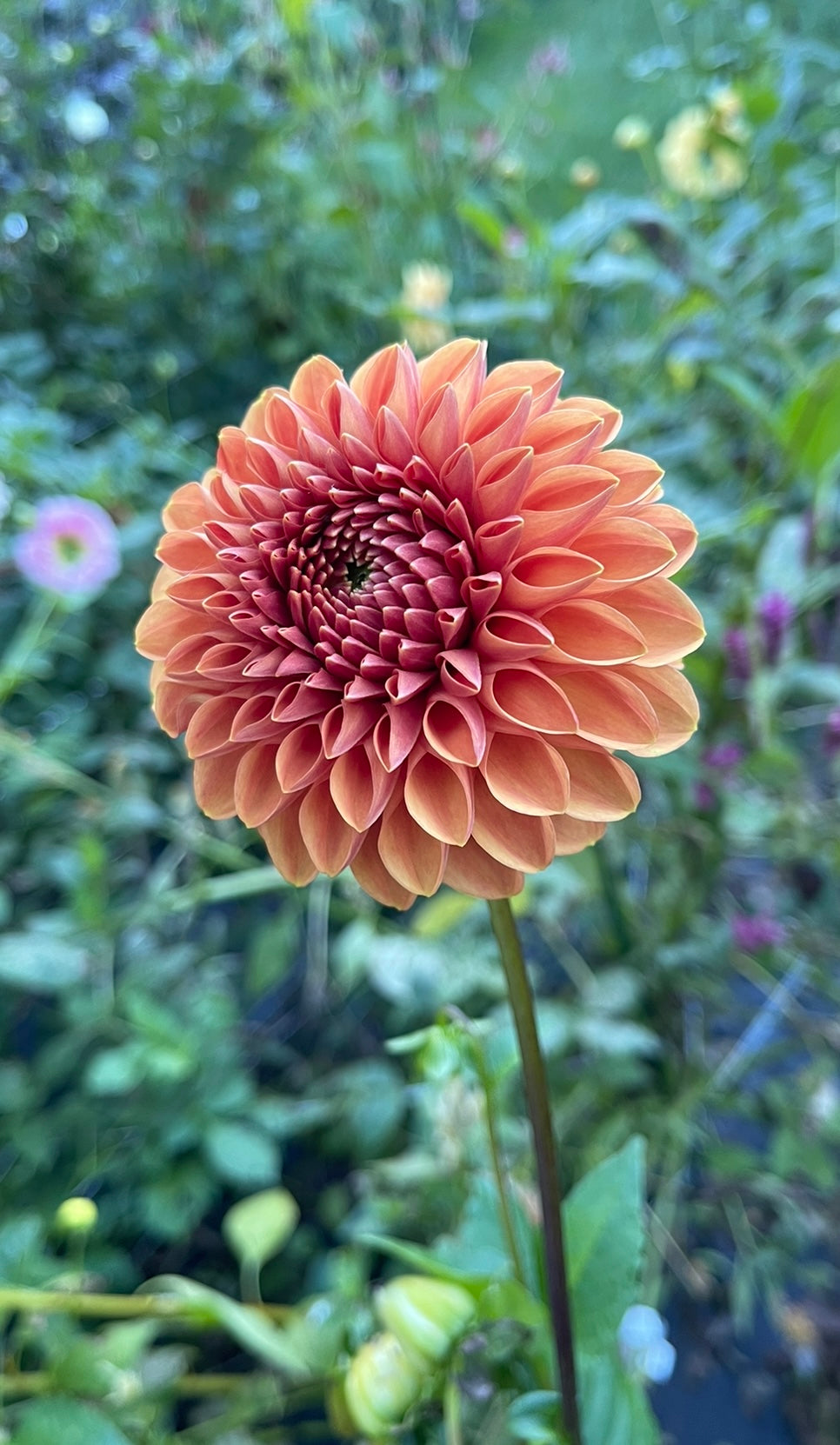 dahlia seed