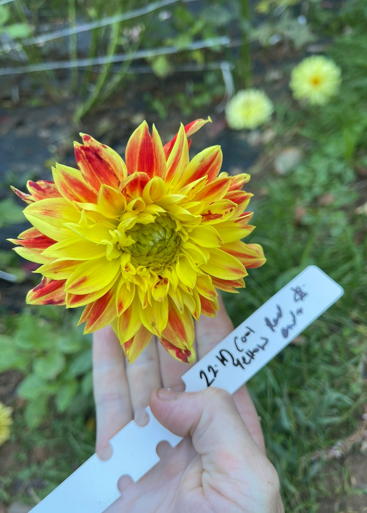 dahlia seed