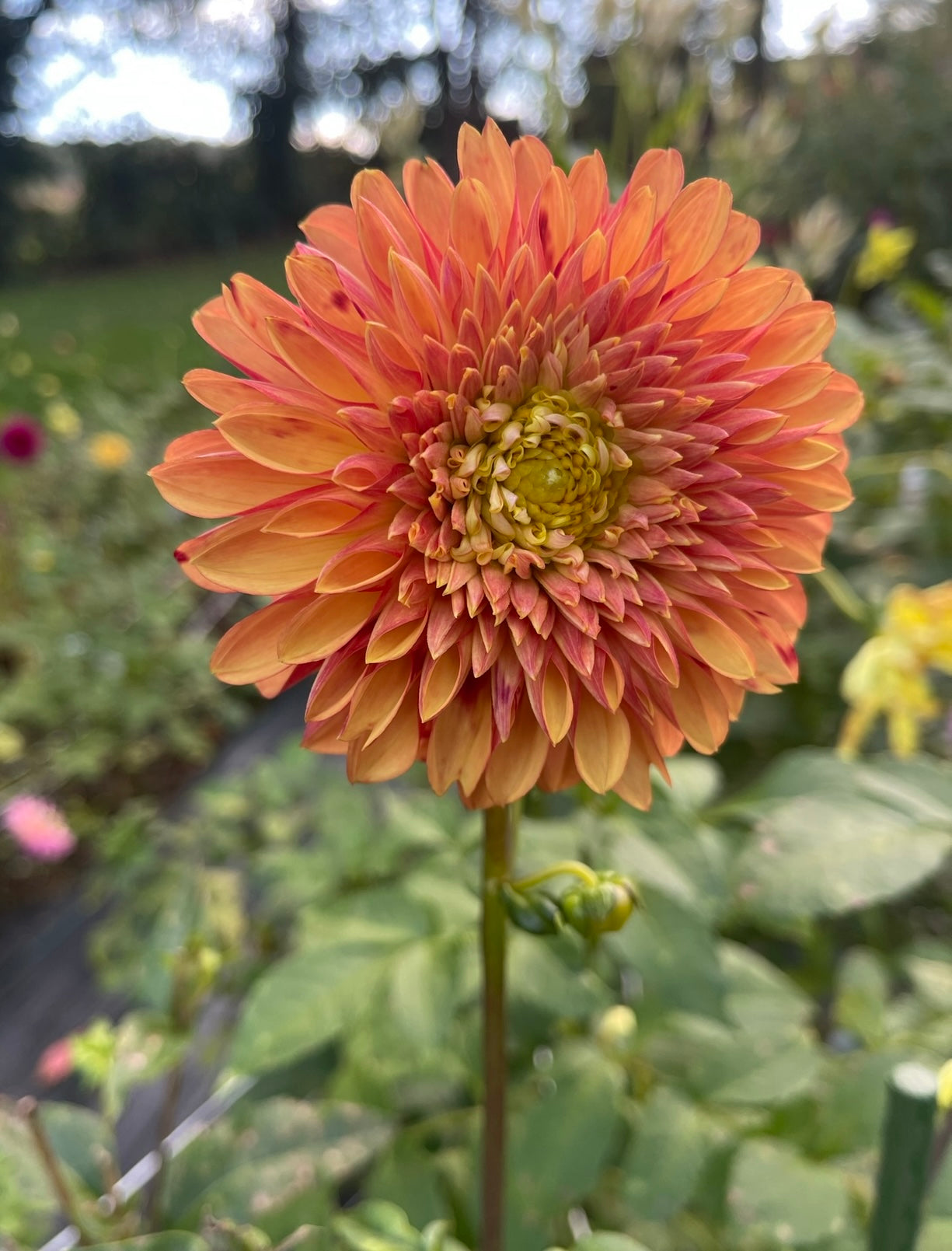 dahlia seed
