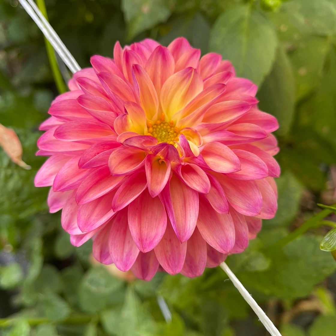 dahlia seed