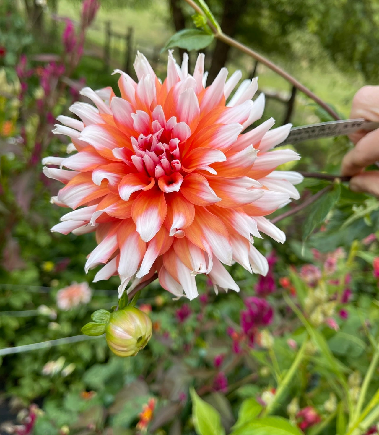 dahlia seed