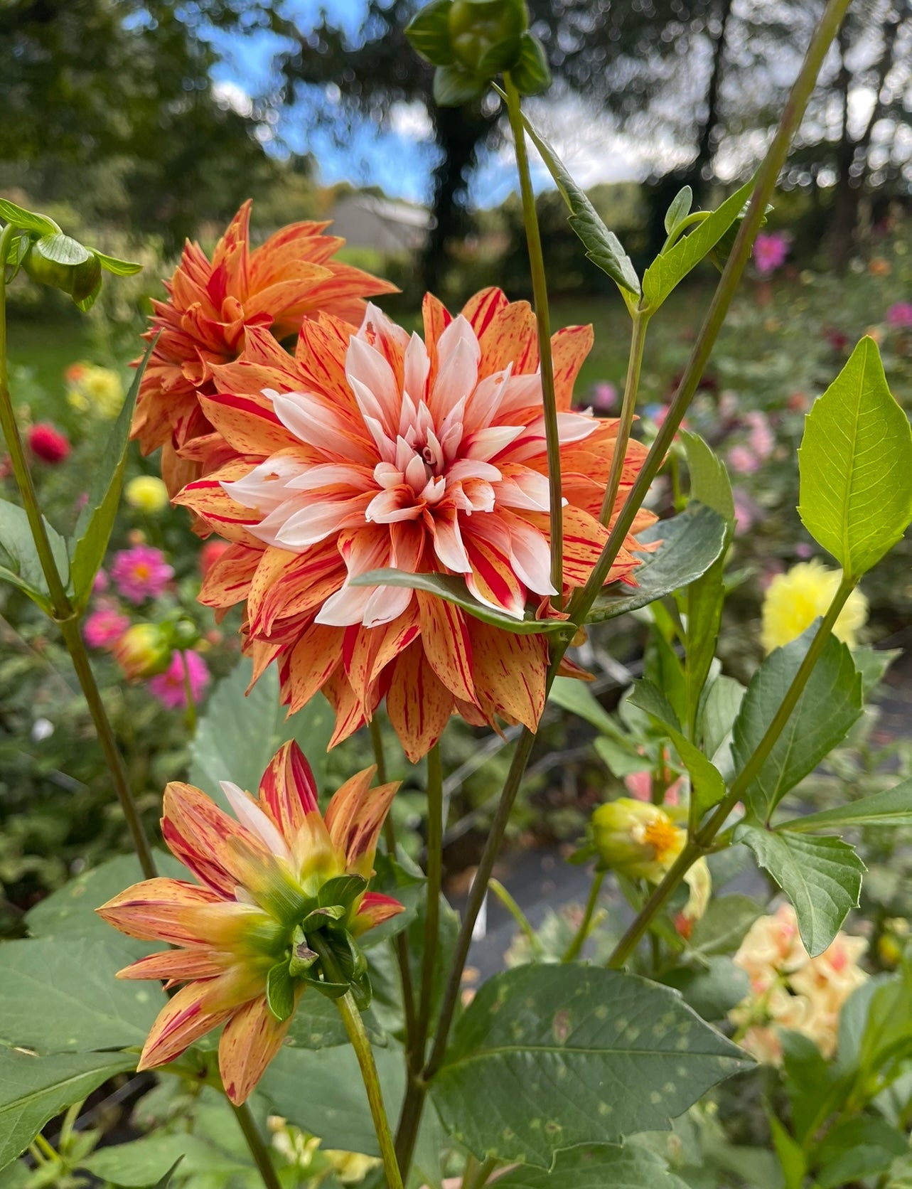 dahlia seed